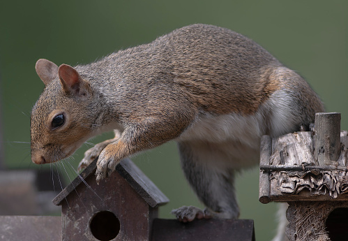 A pesky squirrel on the bird feeder