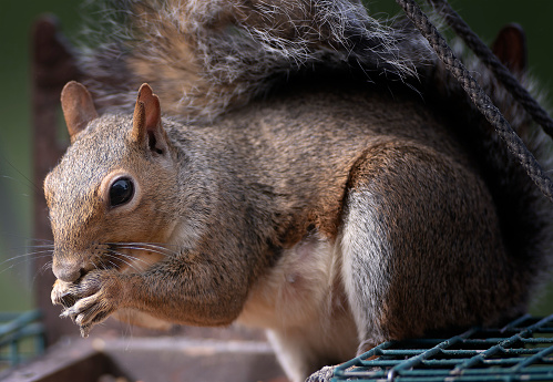 A pesky squirrel on the bird feeder