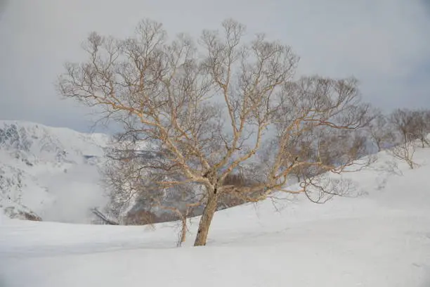 Betula birch on Happo-one in the snow-capped Northern Alps in Japan