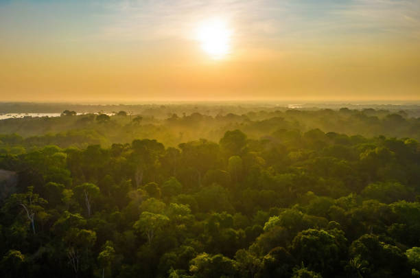 scenic aerial sunset view of rainforest jungle in amazonas brazil - forest preserve imagens e fotografias de stock