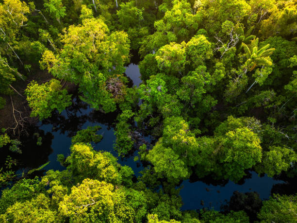 вид с воздуха на реку тропического леса в амазонасе, бразилия - forest preserve стоковые фото и изображения
