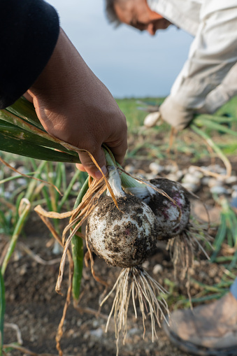 a ag laborer hands hold a bountiful harvest of fresh onions