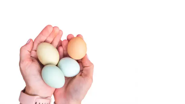 Caucasian women's hands holding colorful chicken eggs. Easter eggers in blue, green, and brown color. Araucana Ameraucana eggs isolated with copy space on a white background.
