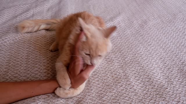 Aggressive red cat attacked the owner's hand. A beautiful cute cat plays with a female hand and bites from funny emotions.