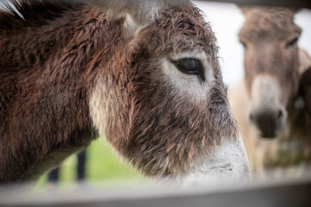 One donkey at the zoo
