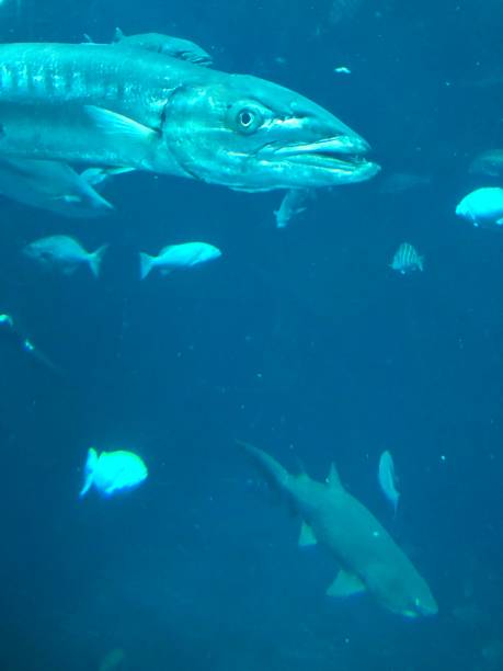 istock Fish and sea creatures at an aquarium. 1696218692