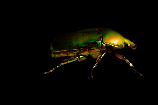 A close-up side view photograph of an Australia Scarab Beetle showing its textures, intricate body composition, and golden color.