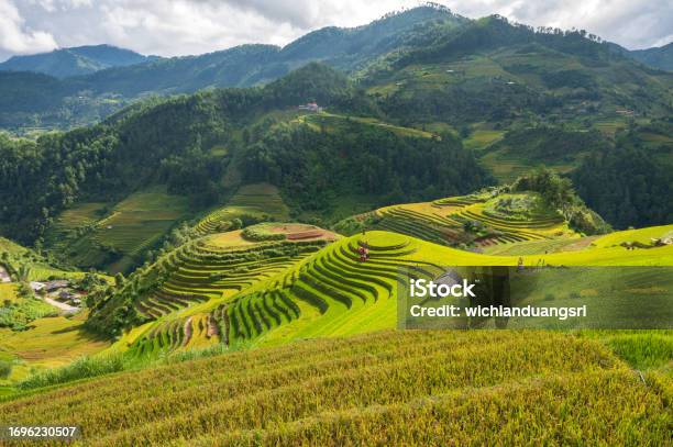 Terraced Rice Field In Mu Cang Chai Vietnam Stock Photo - Download Image Now - Agricultural Field, Agriculture, Asia