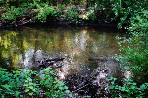 istock The Bronx River And Northen Bronx Park 1696233989