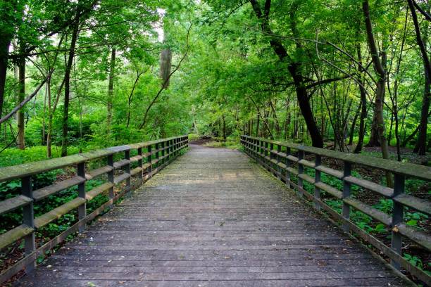 istock The Bronx River And Northen Bronx Park 1696234005