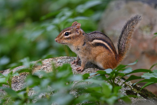 Portrait of an eastern chipmunk (Tamias striatus) -- on rock with raised tail (a typical posture)