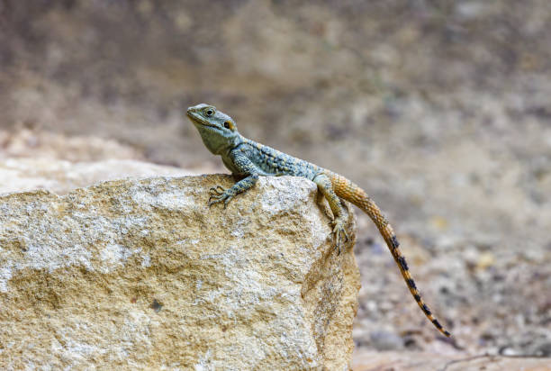 istock A starred agama lizard, stellagama stellio,  on a rock. Also known as the roughtail rock agama or painted dragon. 1696253804