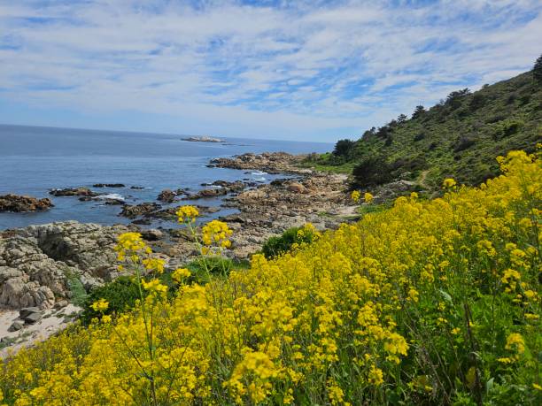 istock Yellow wildflowers looking the pacif ocean 1696276276
