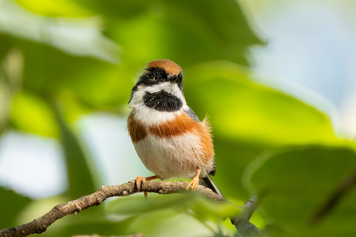 Close up of a black-throated bushtit (aegithalos concinnus) standing or sitting on a branch with green background during summertime
