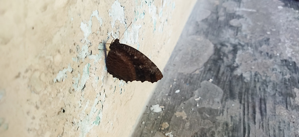 brown butterflies perched on the wall
