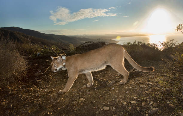 istock Sunrise Lion Prowls Above Los Angeles 1696340280