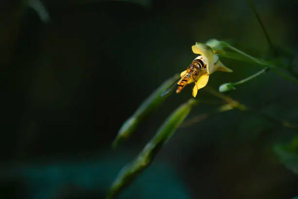 hover fly at yellow touch me not impatience balsam plant with dark background as pollination concept