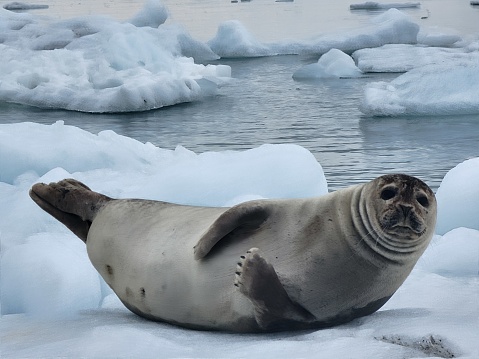 Seal on ice in Glacier Lagoon,  Iceland
