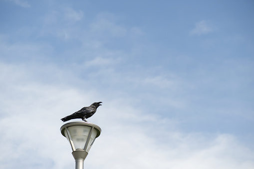 A crow stopped at a street lamp.