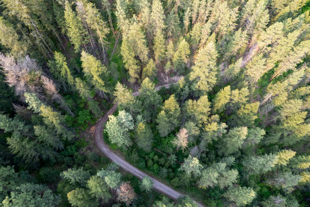 istock Aerial view of a remote rural road 1696408954