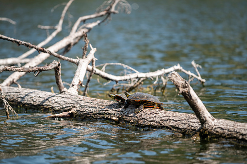 Red-eared Slider (Trachemys scripta elegans) pond slider, semiaquatic turtle in large lake Oike in Japanese garden. Public landscape park of Krasnodar or Galitsky Park, Russia.