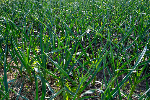 Organic garlic growing in a field