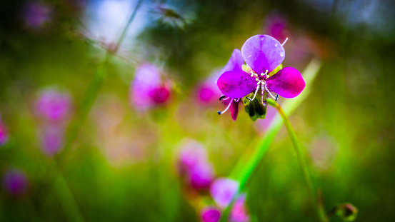 flower of, herbal plant, Murdannia, purple-white, background, green, blur, close-up photography