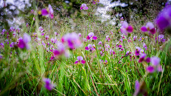 flower of, herbal plant, Murdannia, purple-white, background, green, blur, close-up photography