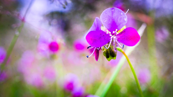 flower of, herbal plant, Murdannia, purple-white, background, green, blur, close-up photography