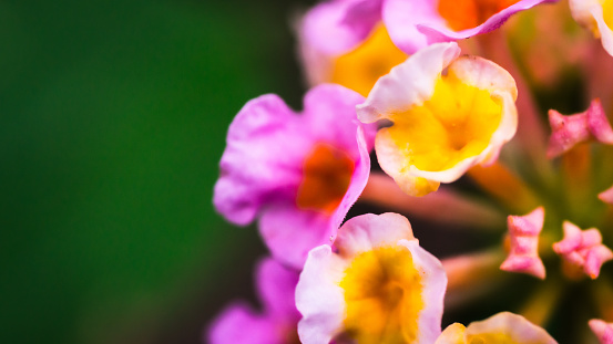 Flower,Weeping  lantana, pink, yellow, white, together in a bouquet, close-up photography