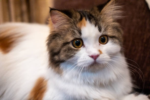 istock Close up of cute fluffy white cat 1696434163