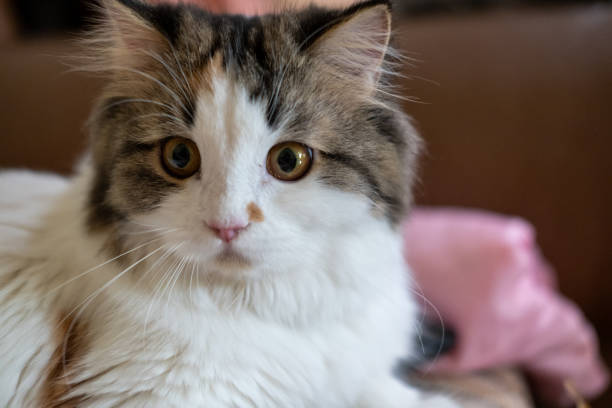 istock Close up of cute fluffy white cat 1696434672
