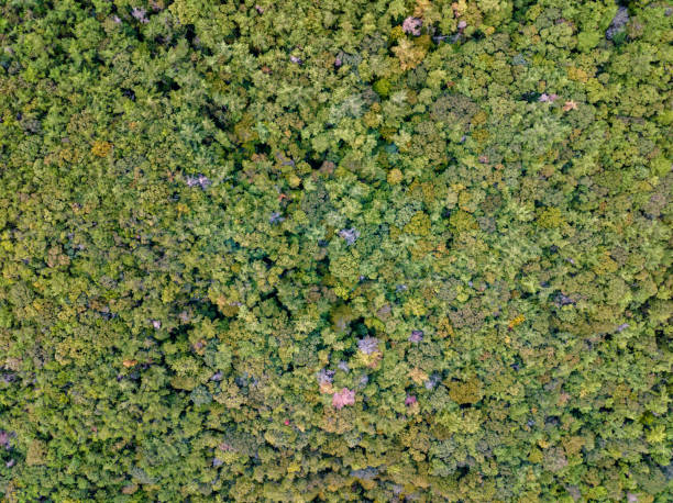 istock View from directly above of a forest 1696452397
