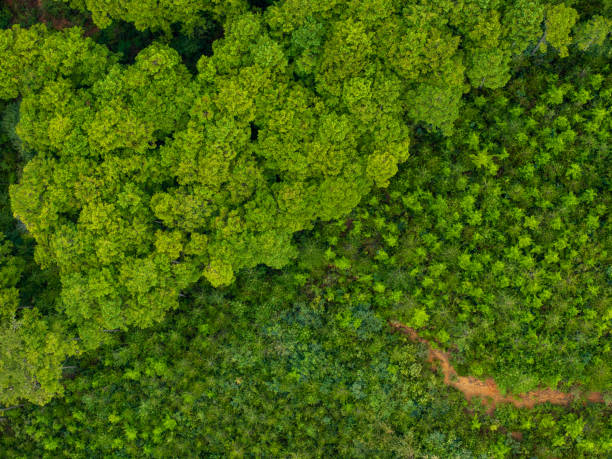 istock The edge of the tree line at a clear cut logging site 1696452834