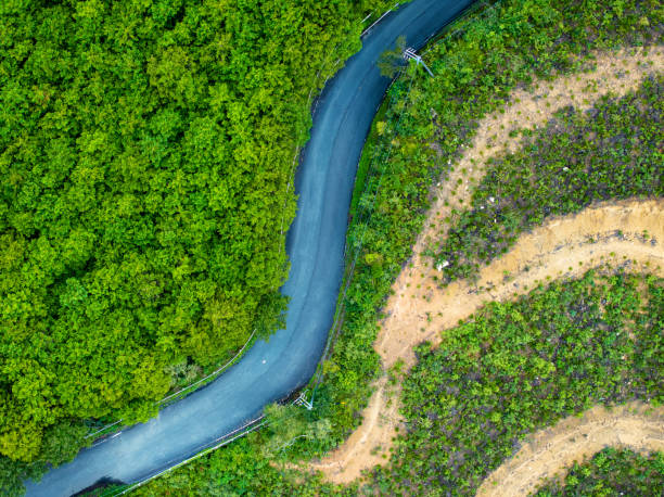istock The edge of the tree line at a clear cut logging site 1696452916