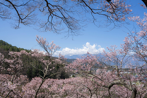 Nara, Japan - April 6, 2019 : Hasedera temple and town view at spring
