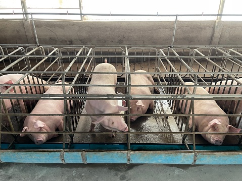 Pregnant sows are kept in steel-barred pens on a large pig farm.