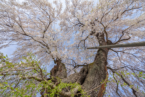 Cherry blossom in Nagano prefecture