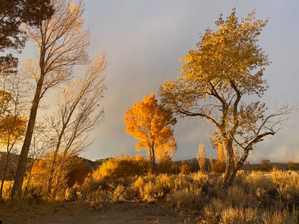 istock Golden Hour at the Sierras 1696512427
