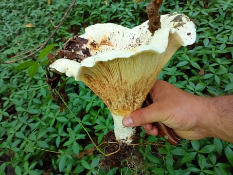 A man holds a large mushroom in his hand on a background of green periwinkle. A white lump in a person's hand. A forest find while searching for mushrooms.