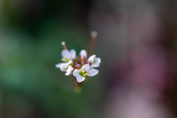 Wild flowers Wild flowers cardamine amara stock pictures, royalty-free photos & images