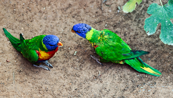 Our picture shows a pair of rainbow lorikeet meeting on the ground.