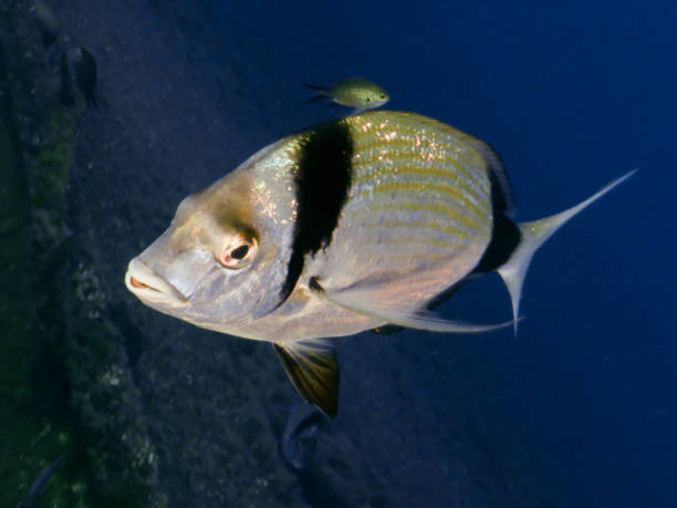 istock Silver shining two-banded sea bream from Cyprus 1696535880