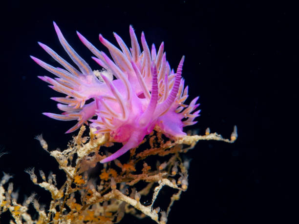 nudibranch flabellina affinis z cypru - cerata zdjęcia i obrazy z banku zdjęć