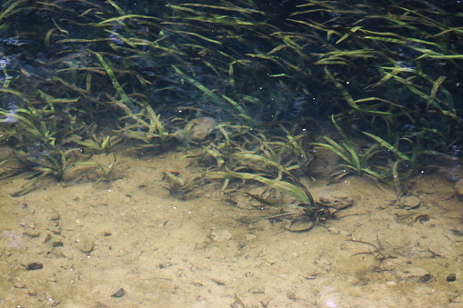 The bottom of a pond with aquatic plants, sand at the bottom