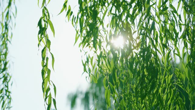 Willow leaves with sunlight