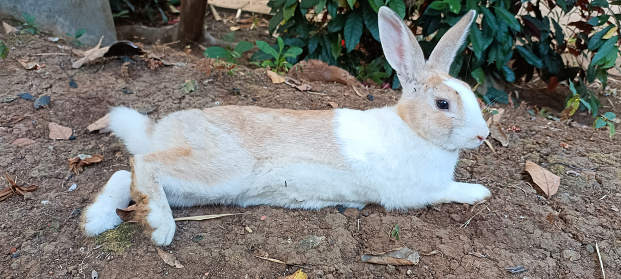 A rabbit with brown and white fur