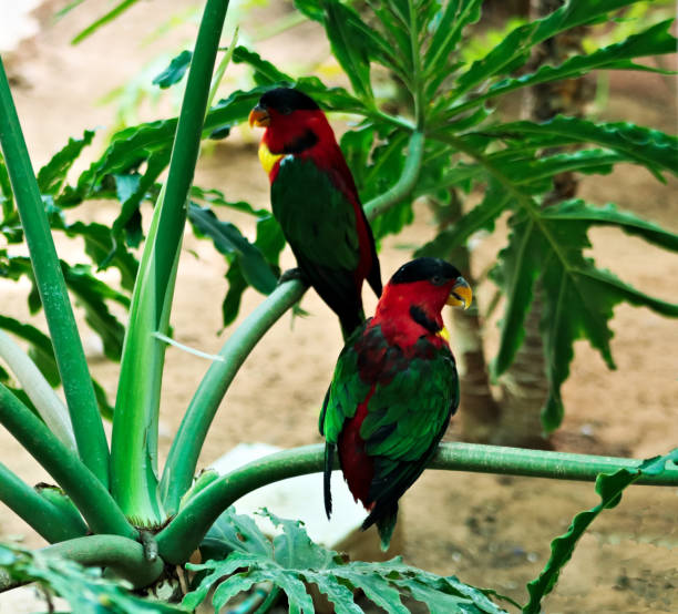 istock A pair of black capped lory 1696551319