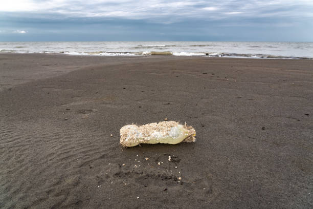 istock Plastic bottle on the seashore pollutes the environment 1696578647