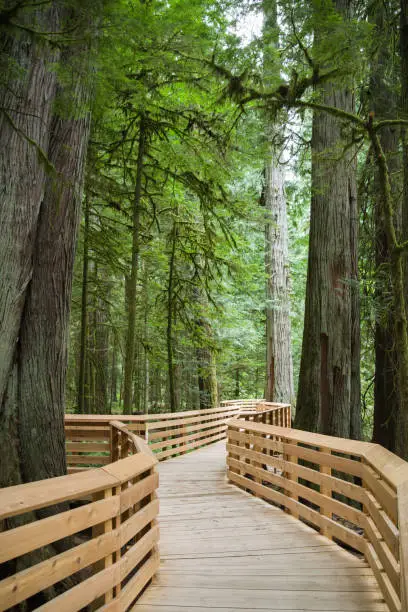 Wooden walkway in old growth forest.